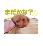 ちゃた＆びびの日常スタンプ（個別スタンプ：20）