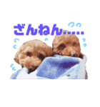 ちゃた＆びびの日常スタンプ（個別スタンプ：24）