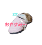 愛犬メイの日常（個別スタンプ：2）