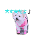 愛犬メイの日常（個別スタンプ：3）