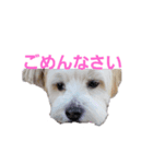 愛犬メイの日常（個別スタンプ：4）