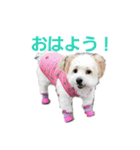 愛犬メイの日常（個別スタンプ：5）