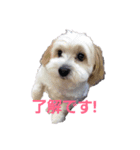 愛犬メイの日常（個別スタンプ：6）