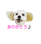 愛犬メイの日常（個別スタンプ：7）