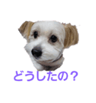 愛犬メイの日常（個別スタンプ：8）
