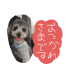 チワプーはなこ（個別スタンプ：1）