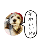 チワプーはなこ（個別スタンプ：2）