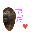 チワプーはなこ（個別スタンプ：6）