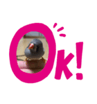 チワプーはなこ（個別スタンプ：8）