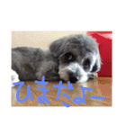 チワプーはなこ（個別スタンプ：12）
