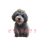 チワプーはなこ（個別スタンプ：24）