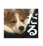 コーギーぽん太のスタンプ（個別スタンプ：9）