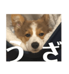 コーギーぽん太のスタンプ（個別スタンプ：10）