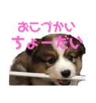 コーギーぽん太のスタンプ（個別スタンプ：25）