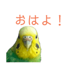 いんこのいる生活（個別スタンプ：1）