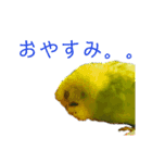 いんこのいる生活（個別スタンプ：3）