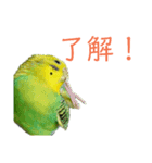 いんこのいる生活（個別スタンプ：4）