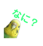 いんこのいる生活（個別スタンプ：5）
