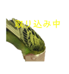 いんこのいる生活（個別スタンプ：7）