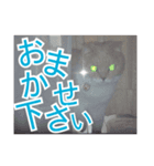 ♥スコティッシュフォールド♥（個別スタンプ：1）