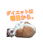 ♥スコティッシュフォールド♥（個別スタンプ：2）