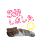 ♥スコティッシュフォールド♥（個別スタンプ：5）