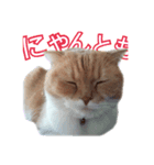 ♥スコティッシュフォールド♥（個別スタンプ：6）