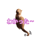 ♥スコティッシュフォールド♥（個別スタンプ：7）