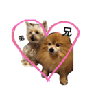 犬の兄弟（個別スタンプ：1）