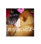 犬の兄弟（個別スタンプ：2）
