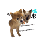 犬の兄弟（個別スタンプ：3）