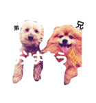 犬の兄弟（個別スタンプ：7）