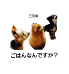 犬の兄弟（個別スタンプ：8）