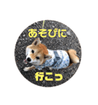 柴犬 北登 スタンプ2018（個別スタンプ：1）