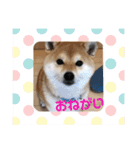 柴犬 北登 スタンプ2018（個別スタンプ：3）
