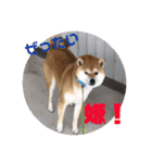 柴犬 北登 スタンプ2018（個別スタンプ：4）