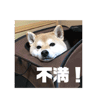 柴犬 北登 スタンプ2018（個別スタンプ：5）