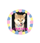 柴犬 北登 スタンプ2018（個別スタンプ：6）