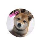 柴犬 北登 スタンプ2018（個別スタンプ：8）