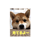 柴犬 北登 スタンプ2018（個別スタンプ：10）
