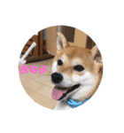 柴犬 北登 スタンプ2018（個別スタンプ：11）