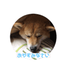 柴犬 北登 スタンプ2018（個別スタンプ：13）