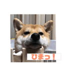 柴犬 北登 スタンプ2018（個別スタンプ：14）