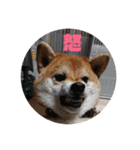 柴犬 北登 スタンプ2018（個別スタンプ：15）