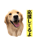 ゴールデンのニコの日常1（個別スタンプ：4）