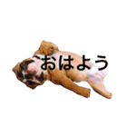 小野塚BOBの使えるヤツ（個別スタンプ：12）
