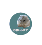 もんちゃんスタスタ（個別スタンプ：5）