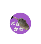 もんちゃんスタスタ（個別スタンプ：6）