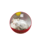 もんちゃんスタスタ（個別スタンプ：12）