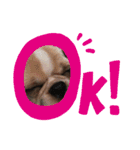 よく寝る犬（個別スタンプ：1）